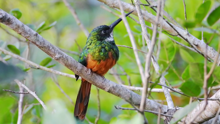 Fotógrafo naturalista conta como atrair pássaros para espaços urbanos