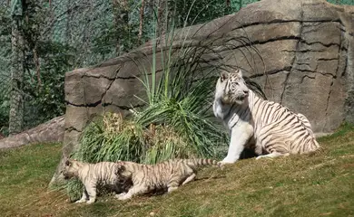 São Paulo (SP), 18/07/2025 - Filhotes da tigresa branca Indira no zoológico Animália Park, em Cotia. Foto: Rovena Rosa/Agência Brasil