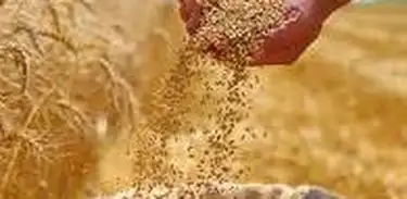 Preços e cotações desta semana no mercado agropecuário