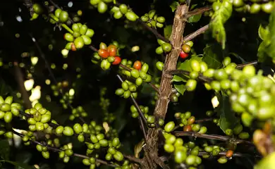 Plantação de Café  na  Embrapa Cerrado 