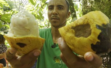 Cacau do sul da Bahia é conhecido pela qualidade