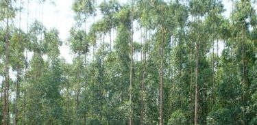 Ministra firma contrato público-privado garantindo a produção sustentável em floresta rondoniense