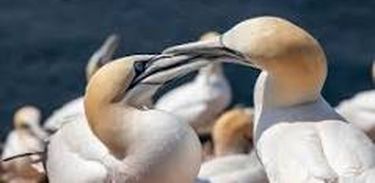 Pesquisadora fala de estudo sobre concentrações similares de alguns dos chamados poluentes orgânicos persistentes em aves marinhas