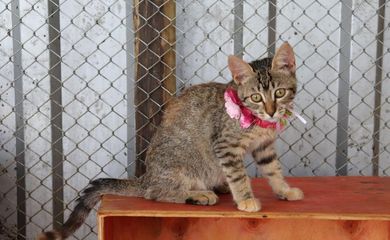 A gatinha Hanna é um dos animais disponíveis para adoção em Brumadinho e região.
