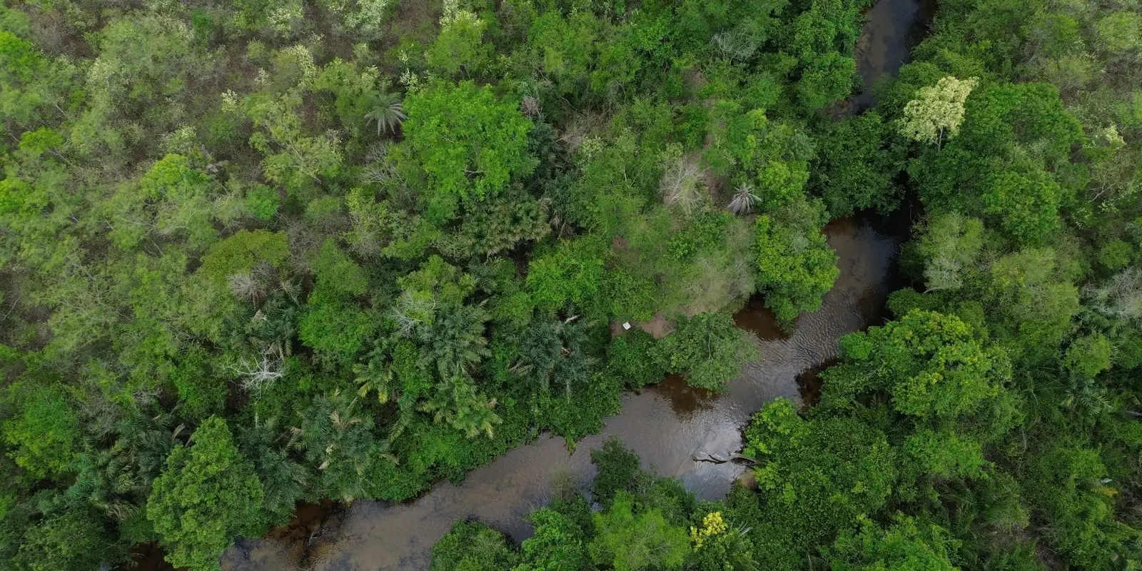 Ativistas pedem que Cerrado tenha importância política equivalente à Amazônia na COP30 em Belém
