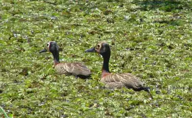 São Paulo (SP), 09/03/2025 - Aves de Guarairanga. Foto: Prefeitura de SP/Divulgação