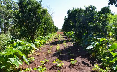 Sítio Pinheiro, na região de Brazlândia, no DF. A produção de alimentos orgânicos no sistema de agroflorestas vem ganhando destaque entre produtores rurais (Antonio Cruz/Agência Brasil)
