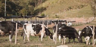 Rebanho de vacas holandesas da fazenda Atalaia em São Paulo