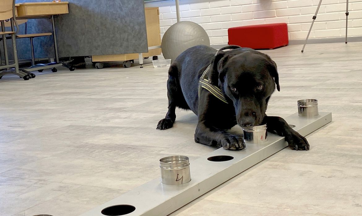 .Cães são usados para detectar coronavírus em projeto-piloto de aeroporto de Helsinque