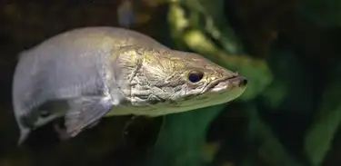 Ibama comemora 25 anos do manejo do pirarucu evitando a extinção do maior peixe de água doce 