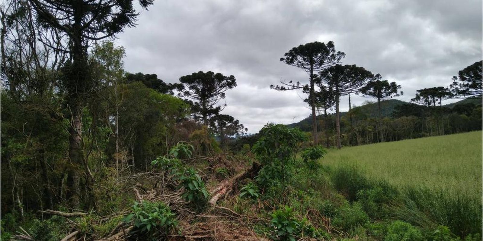 Brazilian Atlantic Forest - From Rio de Janeiro to Santa Catarina