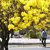 Ipê-amarelo é árvore-símbolo do Brasil