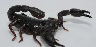 Escorpião