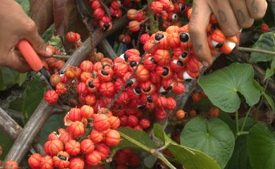 Guaraná: os olhos da floresta