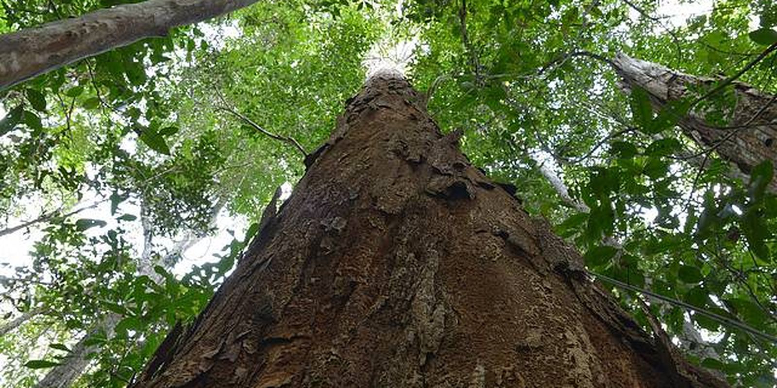 Nova resolução aprimora usos do Pau-Brasil, árvore símbolo do país