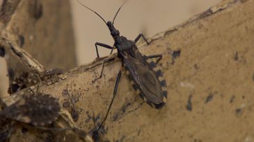 Barbeiro, inseto transmissor da doença de Chagas