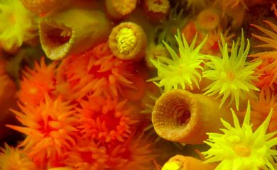 corais, biodiversidade marinha                      