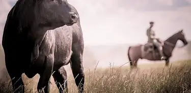 Embrapa desenvolveu gratuitamente para pecuaristas, nova plataforma digital sobre a cadeia de carne bovina