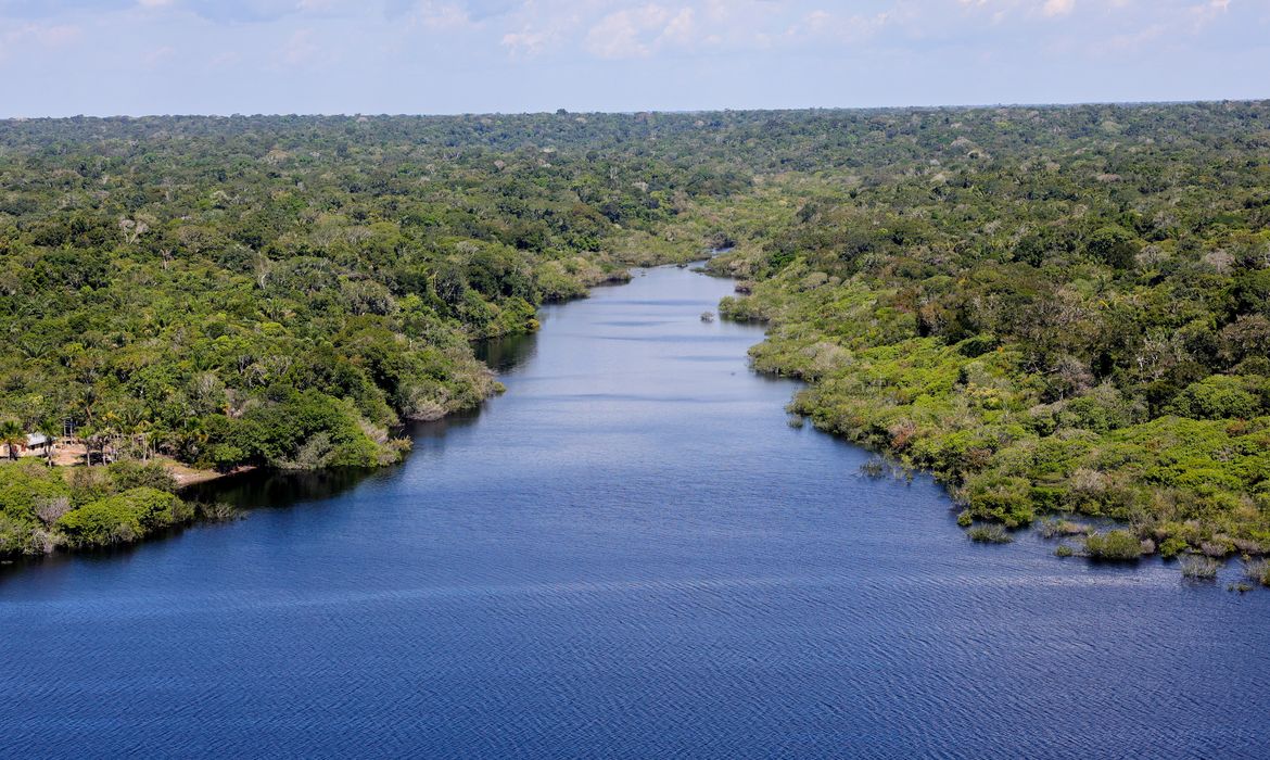 Manaus, AM 06/07/2024 Cenas da Amazônia. Floresta margeada pelo Rio Negro  Foto: Fabio Rodrigues-Pozzebom