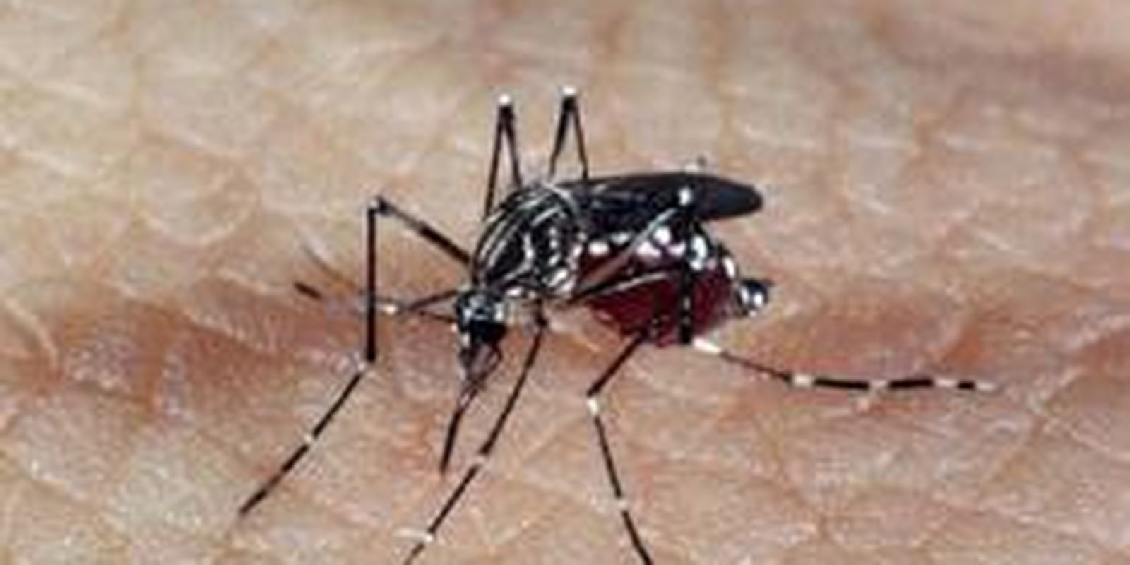 Health workers warn of a resurgence of dengue type 3