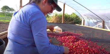 Mulheres na produção de café