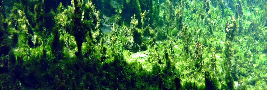 Saiba mais sobre o processo de eutrofização e as causas da proliferação exagerada de algas e o excesso de nutrientes nos rios e lagoas.