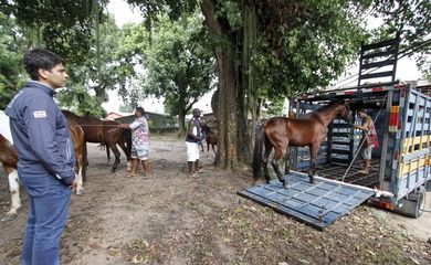 Durante a semana, a prefeitura recolheu 31 cavalos que eram utilizados para puxar as charretes. Eles foram levados para o Centro de Proteção Animal da Fazenda Modelo, em Guaratiba