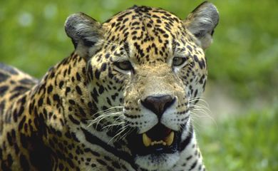 Reserva no Paraná tem 12 espécies de animais ameaçadas de extinção