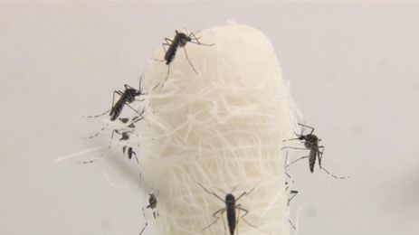 Aedes aegypti é o mosquito transmissor do vírus da dengue_