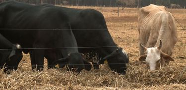 Agro Nacional traz informações sobre inseminação artificial de bovinos