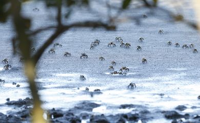 O Parque Natural Municipal Barão de Mauá, em Magé (RJ), revela a recuperação do manguezal em área afetada após o desastre que liberou 1,3 milhão de litros de óleo de um duto da Petrobras, em 2000.