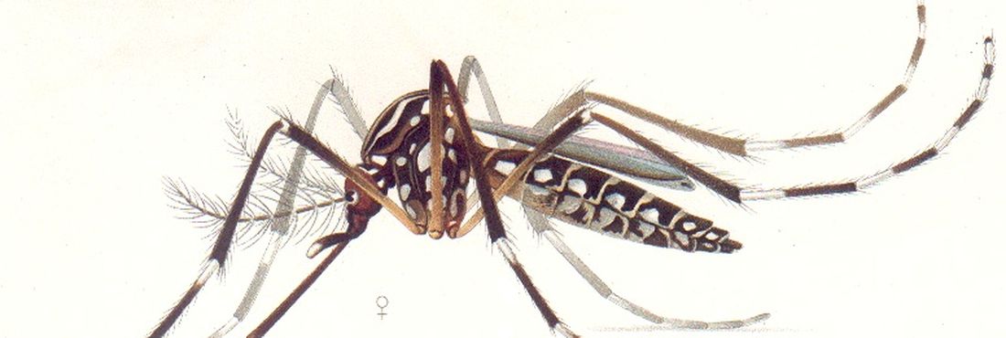 Além da dengue, febre amarela e chikungunya, o Aedes aegypti é também o vetor de transmissão da febre zika