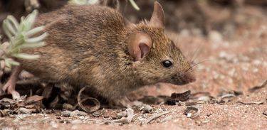 Rato