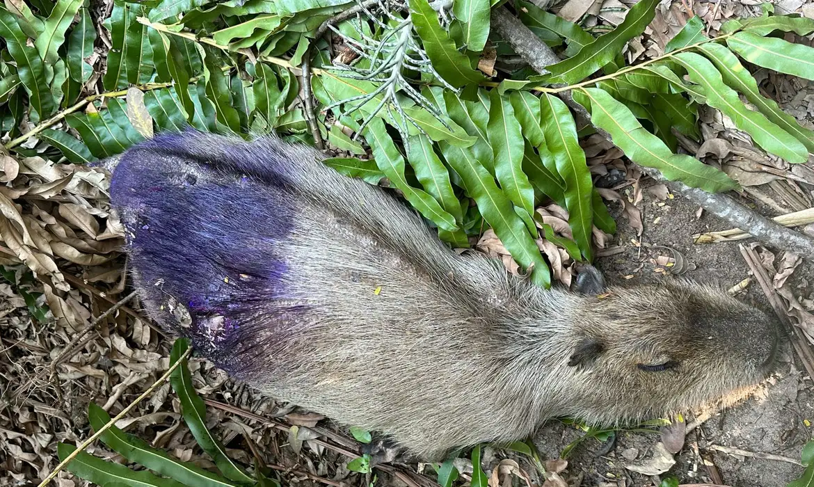 Brasília (DF), 01/10/2024 - Capivara achada morta. Foto: Antônia Maria de Azevedo/Divulgação