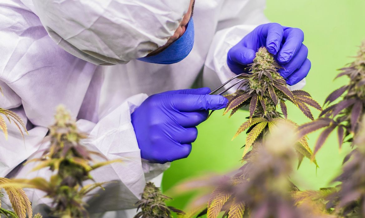 23/06/2023 - óleo de canabis, canabidiol, cbd, thc. Foto: Pfüderi/ Pixabay