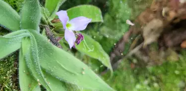 Bromélia Peluda 