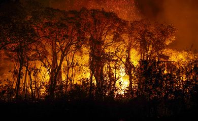 Porto Jofre (MT) 16/11/2023 – Árvores sendo consumidas pelo incêndio florestal que atige o Pantanal
Foto: Joédson Alves/Agência Brasil
