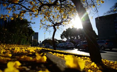Ipês-amarelos  florescem em  Brasília