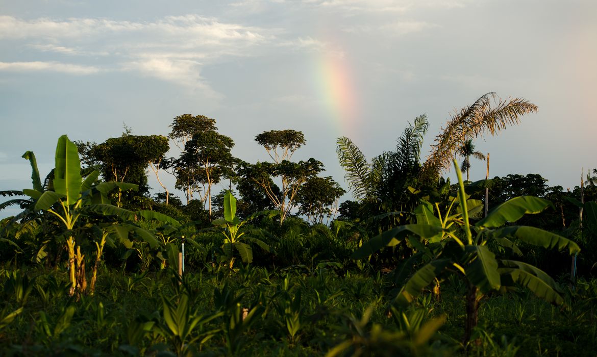 Juruena, MT, Brasil: Horta de legumes e verduras de Cláudio, que trabalha com o sistema agroflorestal, no assentamento Vale do Amanhecer, no município de Juruena. Os sistemas agroflorestais são consórcios de culturas agrícolas com espécies