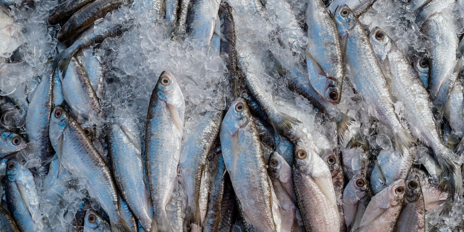 Abipesca pede crédito emergencial para reduzir impacto do tarifaço Abipesca pede crédito emergencial para reduzir impacto do tarifaço