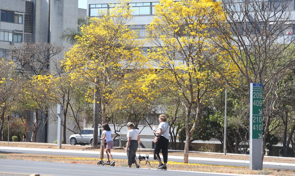 Floração de ipês-amarelos deixa ruas de Brasília mais coloridas nesta época do ano