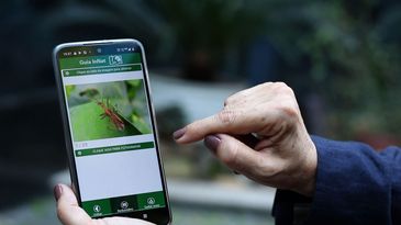 Com um smartphone em mãos, o produtor pode comparar um inseto coletado em campo com a galeria de imagens
