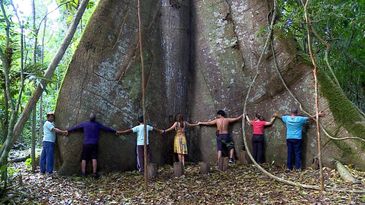 Samaúma gigante é conhecida como a mãe da Amazônia