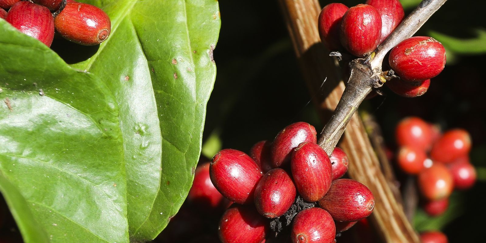 Brasil aumentará sus exportaciones de café a China