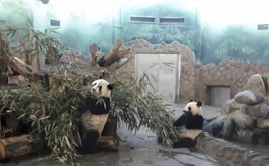 Chengdu-China - Pandas de 2 anos se refugiam do calor em instalações com ar condicionado na Base de Pesquisa e Reprodução dos Pandas Gigantes de Chengdu, capital da província de Sichuan (Ana Cristina Campos/Agência Brasil )
