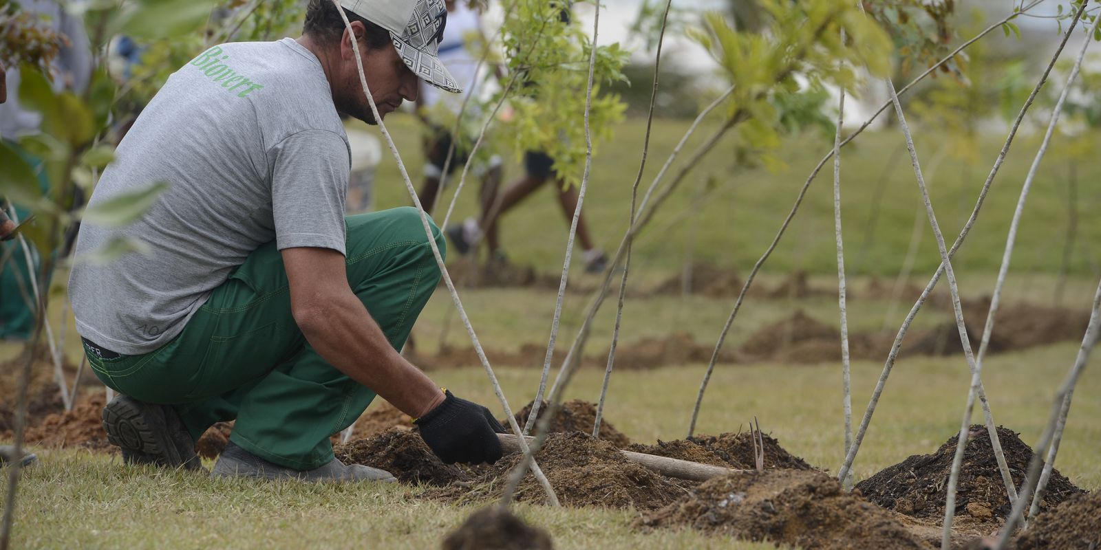Viva Maria: movimento incentiva plantio de árvores em memória do Papa Viva Maria: movimento incentiva plantio de árvores em memória do Papa