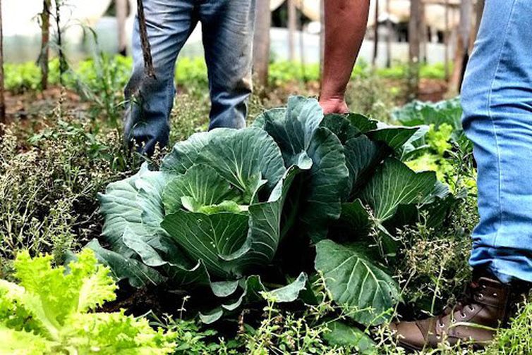 Segurança alimentar exige esforço coletivo e articulação