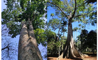 Jardim Botânico do Rio lança Trilha de Árvores Gigantes