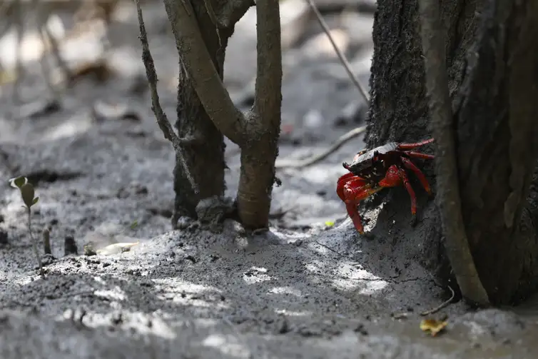 Magé (RJ), 15/10/2024 - Caranguejo aratu-vermelho (Goniopsis cruentata) em manguezal na Piedade banhado pelo Rio Majé, que desagua na Baía de Guanabara. Foto: Fernando Frazão/Agência Brasil