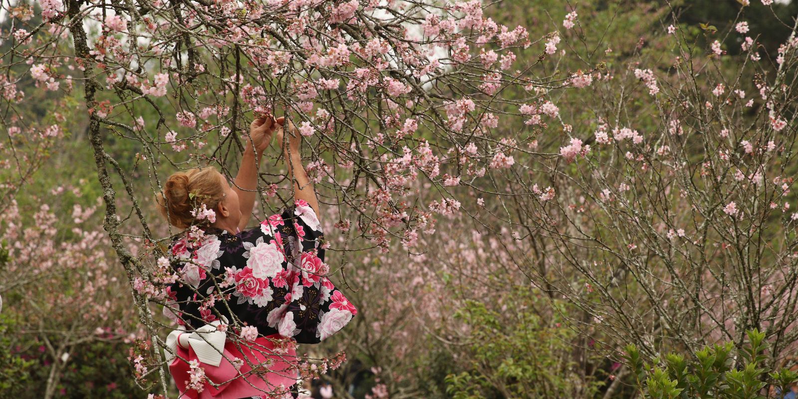 Festa das Cerejeiras retoma formato presencial